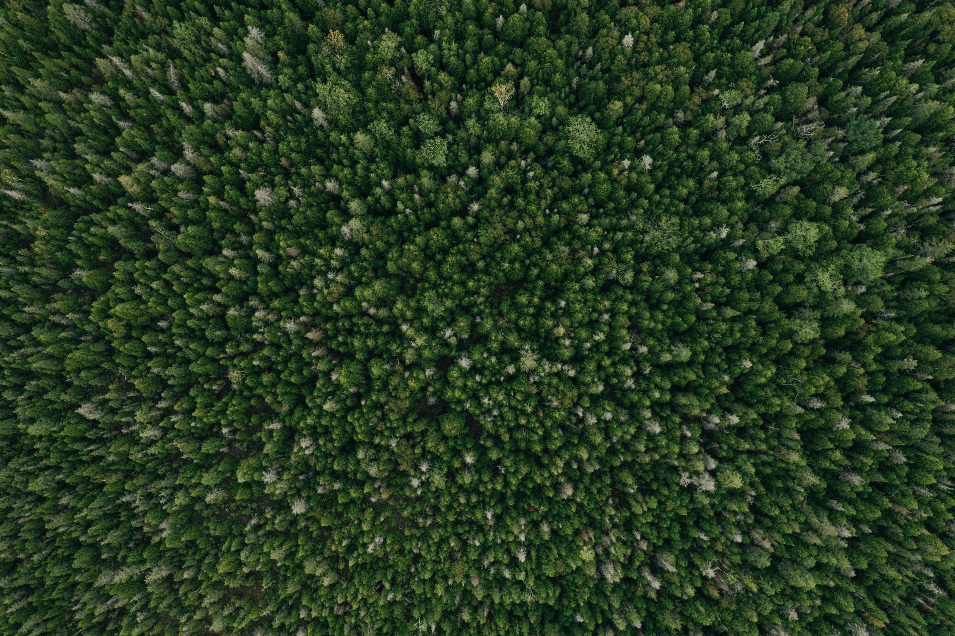MenVit by MenoViva — a daily formula grounded in nature